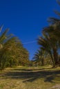 Date trees in Death Valley Nation Park, California Royalty Free Stock Photo