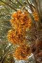 Dates fruits in tree Royalty Free Stock Photo