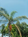 Tropical trees in summer day Royalty Free Stock Photo