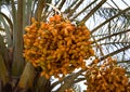 Dates clusters in a tree at Bahrain Royalty Free Stock Photo