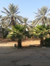 A dates farme in saudi arebiya Royalty Free Stock Photo