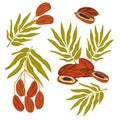 Dates fruit elements set for food packs and kitchen prints flat vector isolated