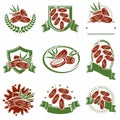 Dates fruit labels and elements set. Collection icon dates fruit. Vector