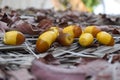 Dates fruit sweet fresh yellow food healthy, energy source nutrition palm tree nature close up