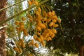 Dates fruit sweet fresh yellow food healthy in garden, energy source nutrition palm tree nature close up