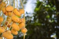 Dates fruit sweet fresh yellow food healthy in garden, energy source nutrition palm tree nature close up