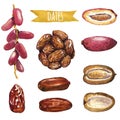 Dates, hand-painted watercolor set