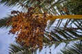 Dates Hanging from Branches of Fruit Bearing Palm Tree. Fresh Green Leaf Fronds Screening the Sun from the Blue Sky Royalty Free Stock Photo