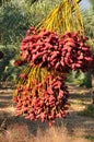 Dates harvest.