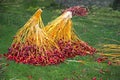 Dates harvest. Egypt. Branches of red date palm. Tropical fruit.