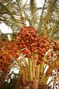 Dates palm branches with ripe dates Royalty Free Stock Photo