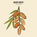 Dates with palm leaves on white background. Vector illustration. Royalty Free Stock Photo