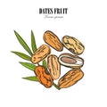 Dates with palm leaves on white background. Vector illustration. Royalty Free Stock Photo