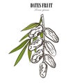 Dates with palm leaves on white background. Vector illustration. Royalty Free Stock Photo