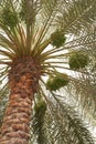 Dates palm tree