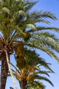 Dates on a palm tree against a blue sky on a sunny day Royalty Free Stock Photo