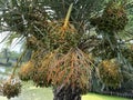 Dates palm tree with Bunches of dates. Royalty Free Stock Photo