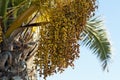 Dates on palm tree Royalty Free Stock Photo