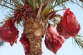 Dates palm tree crop blue sky