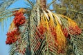 Dates on a palm tree Royalty Free Stock Photo