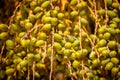 Dates on a palm tree on a sunny day. Albania Royalty Free Stock Photo