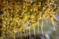 Dates on a palm tree on a sunny day. Albania Royalty Free Stock Photo