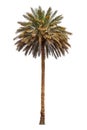 Dates palm tree on white Royalty Free Stock Photo