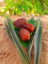 Dates palm tree fruits and sand dunes on desert Royalty Free Stock Photo