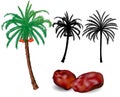 Dates Palm trees and fruit - vector illustration