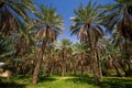 Dates Palms Royalty Free Stock Photo