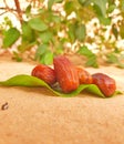 Dates palms Algeria for Ramadan karim Royalty Free Stock Photo
