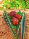 Dates palms fruits from desert to Ramadan