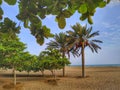 Dates palms at Seeb beach park, Muscat Oman