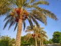 Dates palms at Seeb beach park, Muscat Oman