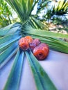 Dates palms tree healthy fruits and palms Royalty Free Stock Photo