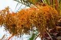 Dates on a phoenix dactylifera palm tree Royalty Free Stock Photo