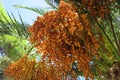 Dates that ripen on the date tree