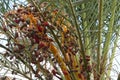 Dates ripen on a palm tree in northern Israel