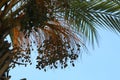 Dates ripen on a palm tree in northern Israel