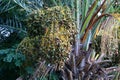 Dates ripen on a palm tree in northern Israel