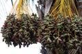 Dates ripen on a palm tree in northern Israel