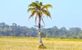 Dates Tree on Deserts