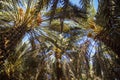 Dates tree in the garden in Medina, Saudi Arabia. Dates is original fruit from Medina.