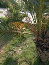 Dates tree with neem dates