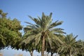 Dates tree in UAE looking beauty full