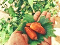 Dates trees palms  in nature amazing Royalty Free Stock Photo