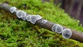 Datronia mollis fungus