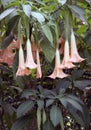 Datura Royalty Free Stock Photo