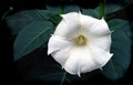 Datura Royalty Free Stock Photo