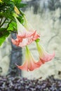 Datura (angel trumpet) flower